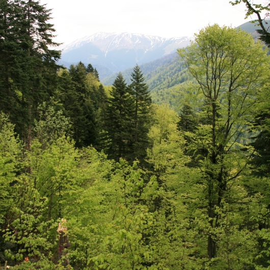 Wide angle shot of green trees with snowy mountains in the back 